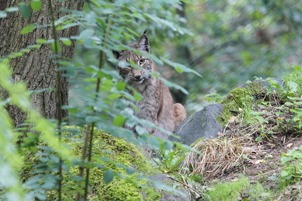 Eurasischer Luchs oder Nordluchs lat. Lynx lynx, Hessen, Deutschland