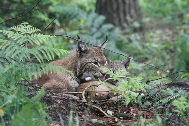 Eurasischer Luchs oder Nordluchs lat. Lynx lynx bei der Fellpflege mit Jungtier, Hessen, Deutschland